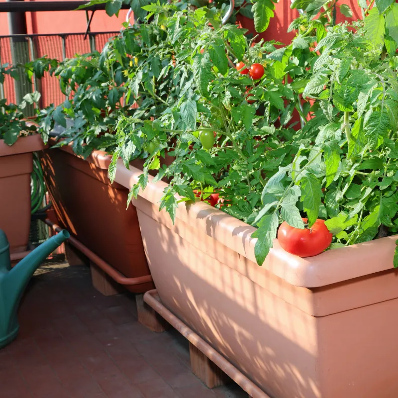 Infestação em Hortas Imagem Canva Zabryel (2)