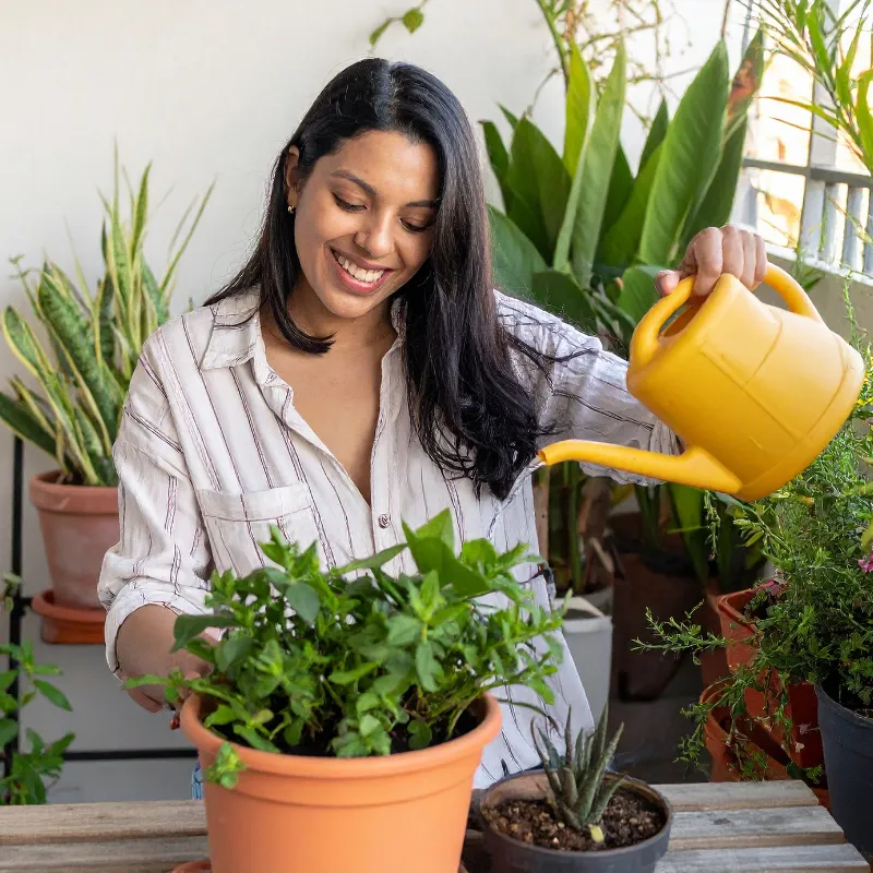 Infestação em horta urbana Imagem Canva Maluca Zabryel (2)