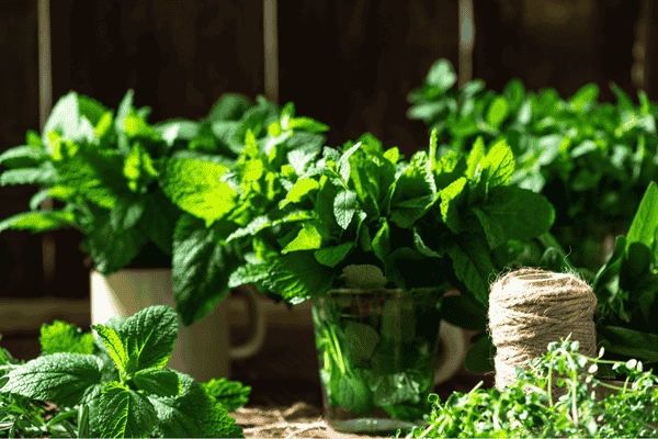 ervas aromaticas zabryel imagem canva (3)