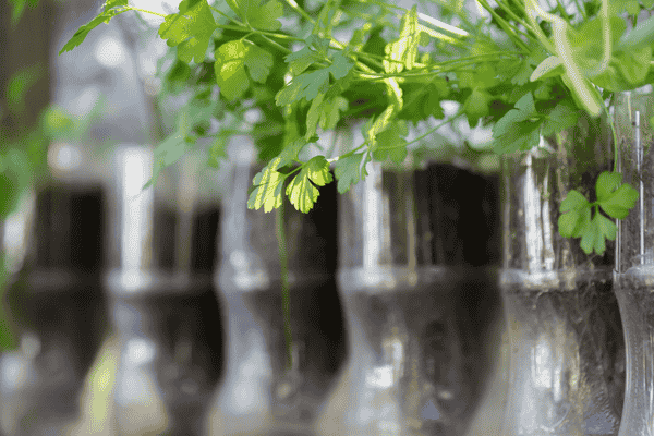 vasos criativos zabryel canva (1)