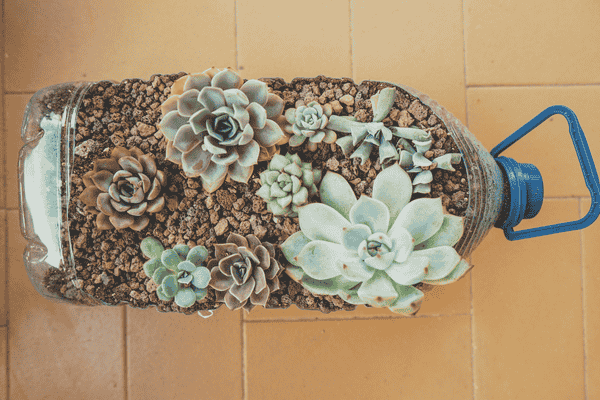 vasos criativos zabryel canva (4)