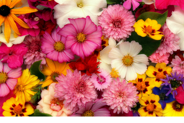 como escolher as flores e seus significados