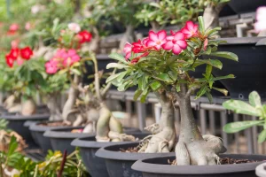 Rosa do Deserto: Beleza Exótica e Cultivo Encantador