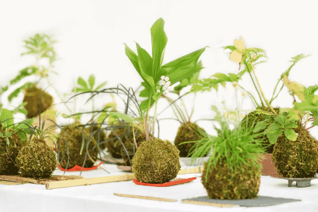 como fazer sua própria kokedama