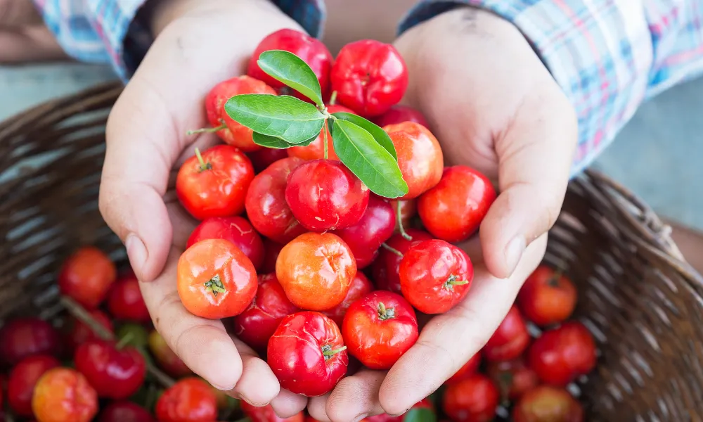 cultivando acerola no apartamento
