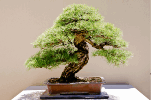 bonsai significado e como fazer um bonsai
