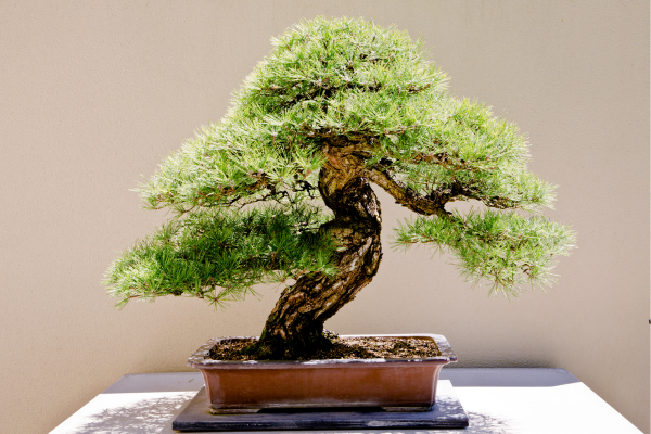 bonsai significado e como fazer um bonsai