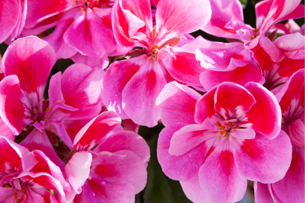 gerânio-Zabryel.Com