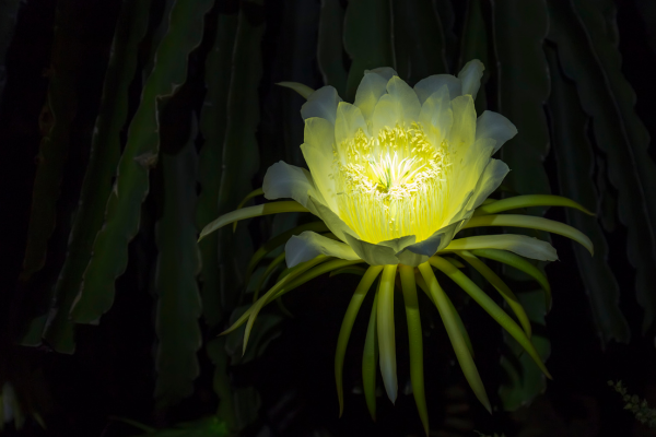 Plantas que Brilham no Escuro