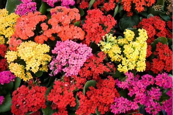 Kalanchoe
