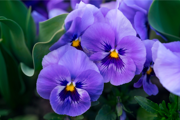 flor-violeta-simbologia-zabryel