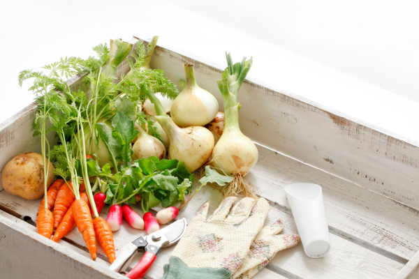 Plantas que não podem ficar juntas