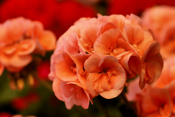 gerânio-Zabryel.Com