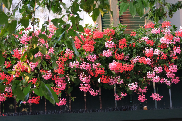 gerânio-Zabryel.Com