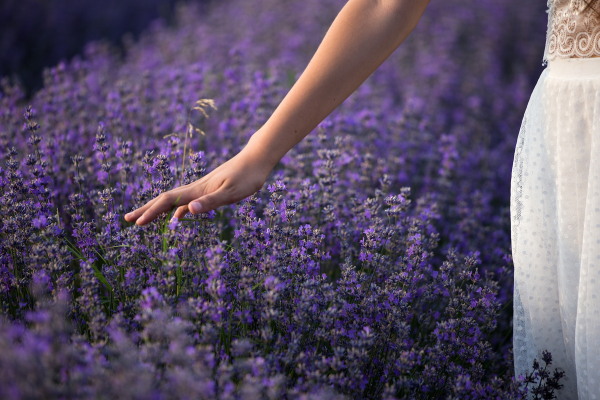 Lavanda no quarto