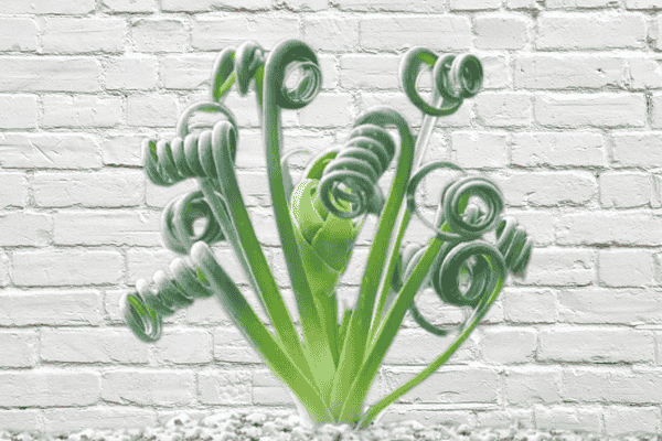 suculenta rara saca rolhas zabryel