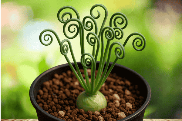 suculenta rara saca rolhas zabryel