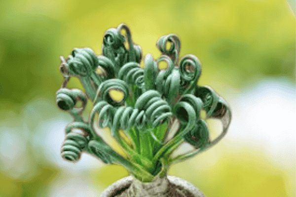 suculenta rara saca rolhas zabryel