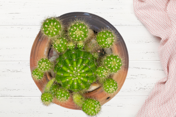 Propagação de suculentas: Echinopsis oxygona como cultivar e cuidar