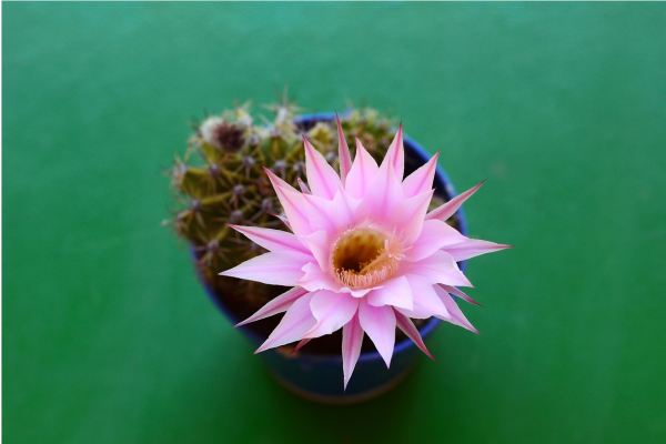 Echinopsis oxygona como cultivar e cuidar