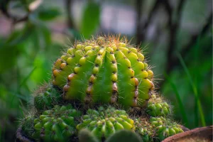 Echinopsis oxygona como cultivar e cuidar