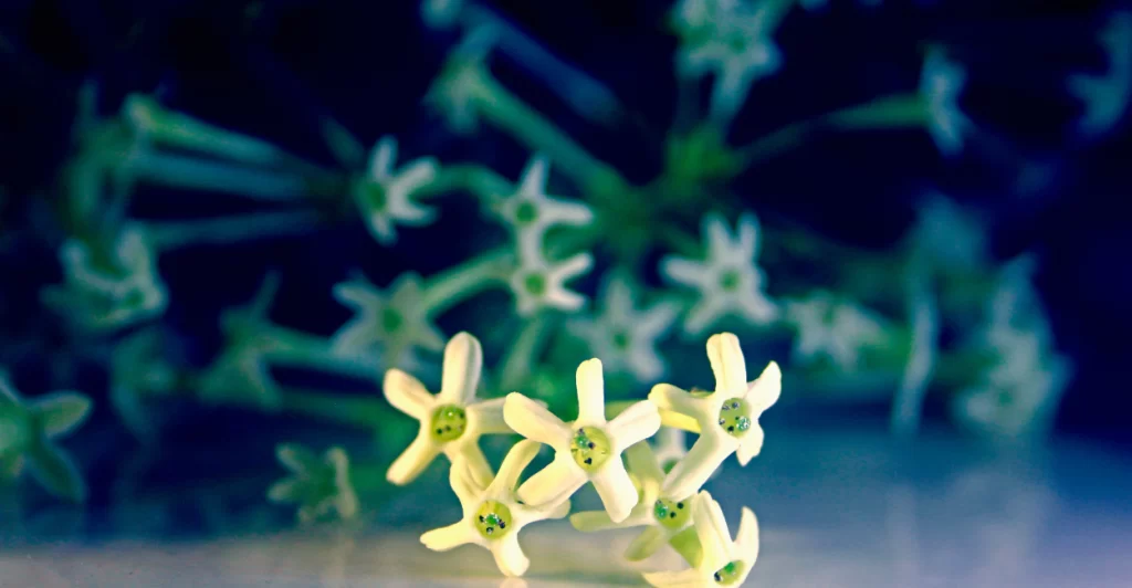 Imagem Canva Pro (1)