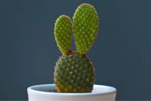 Opuntia microdasys - Cacto Orelha de Mickey Amarelo