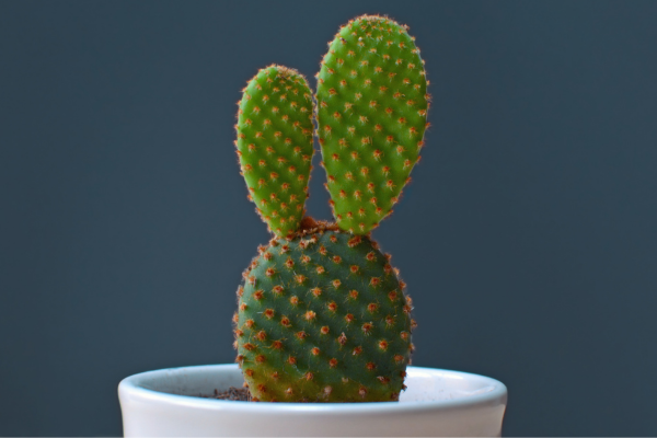 Opuntia microdasys - Cacto Orelha de Mickey Amarelo