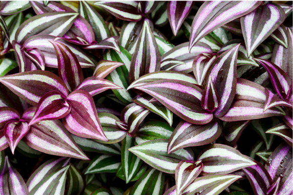 Tradescantia Zebrine Lambari