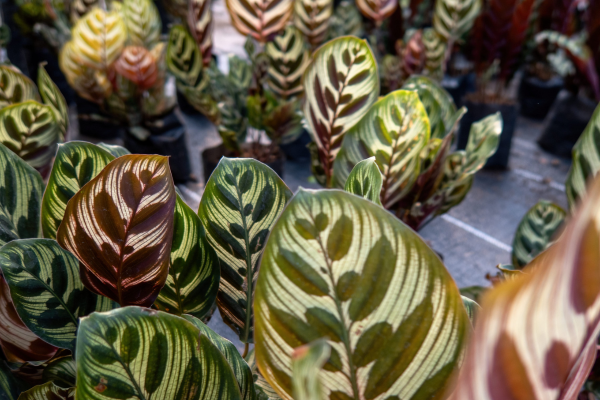 calathea-Cuidados Essenciais Para Um Cultivo Perfeito