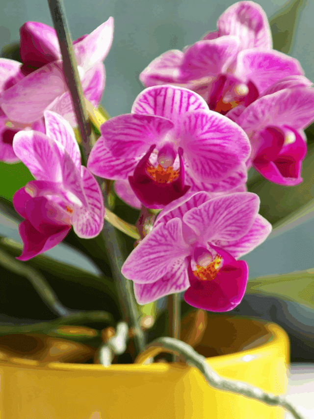 cropped orquideas 2.png