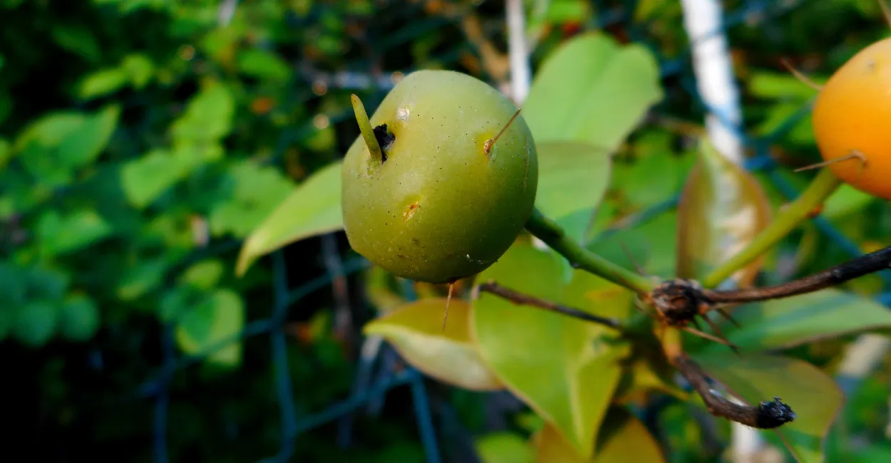 ora pro nobis planta nutritiva para cultiva (2)