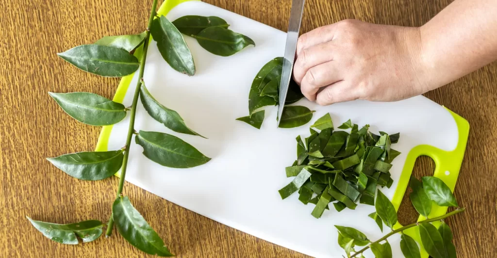 ora pro nobis planta nutritiva para cultiva (4)