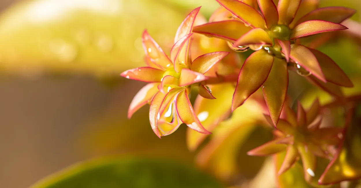 ora pro nobis planta nutritiva para cultiva