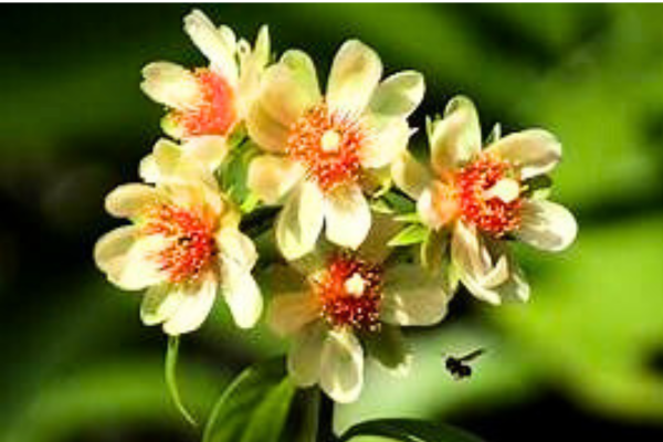 ora-pro-nobis-planta-nutritiva-para-cultiva