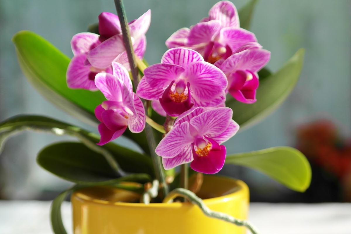 Orquídeas