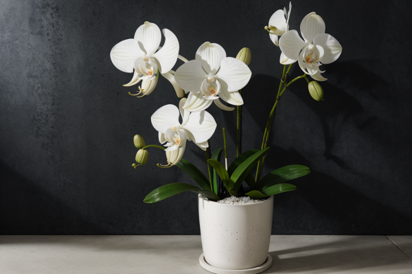 orquideas-zabryel.com