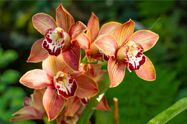 orquideas-zabryel.com