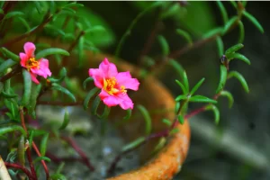 como cultivar portulaca