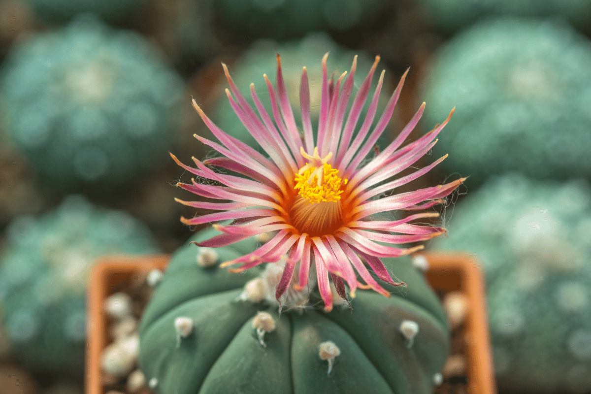 Astrophytum asterias 1
