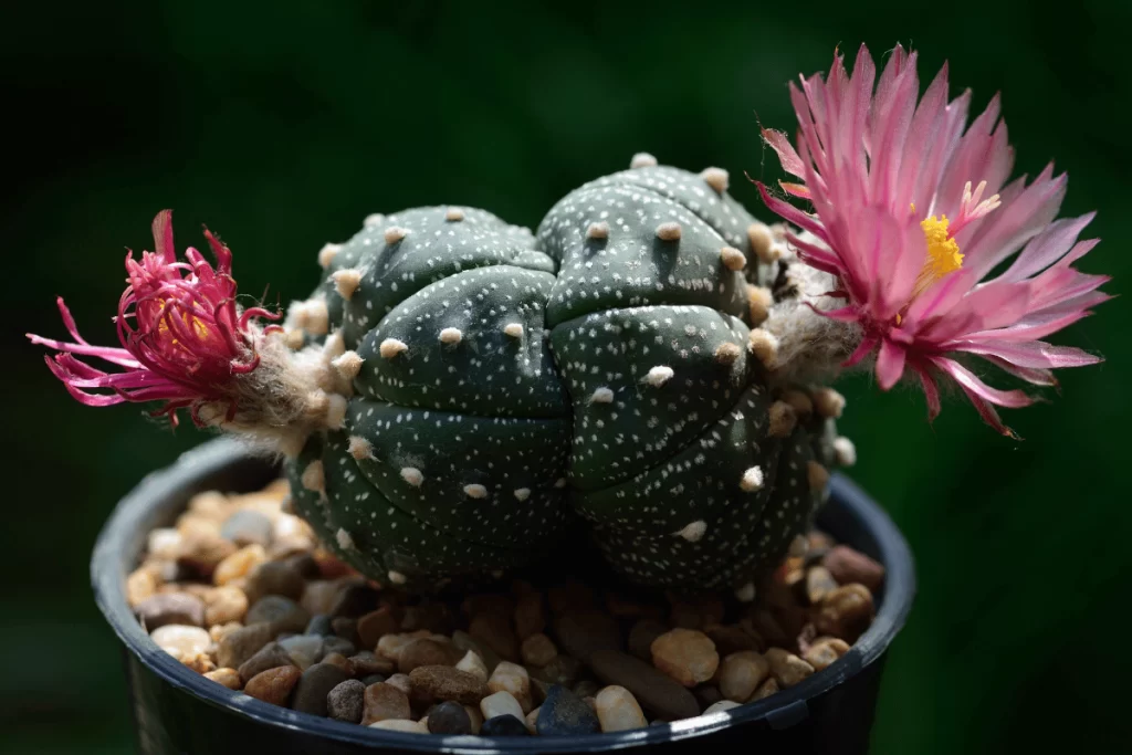 Astrophytum asterias imagem padrao
