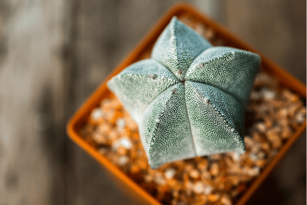 Astrophytum myriostigma