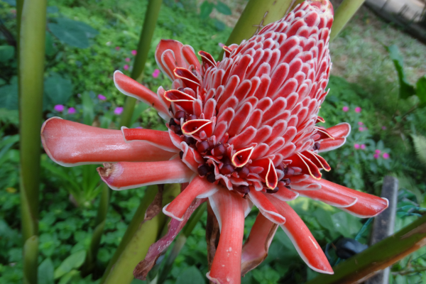 BASTAO DO IMPERADOR Imagem CanvaPro (2)