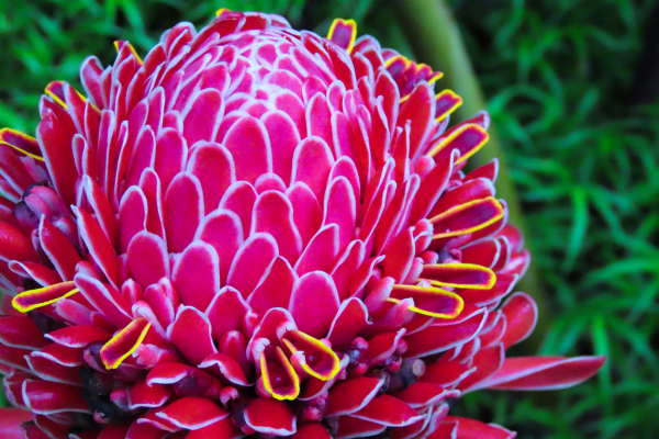 BASTAO DO IMPERADOR Imagem CanvaPro 3