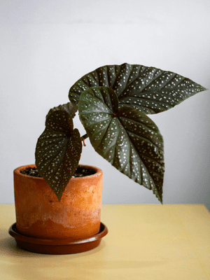 Begônia Asa de Anjo Imagem Canva