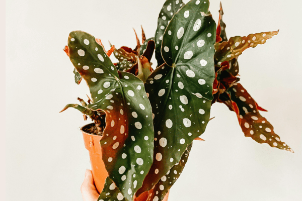 Begônia Maculata Imagem Pexels