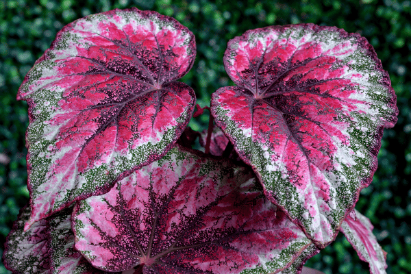 Begônia Rex Imagem CanvaPro (1)