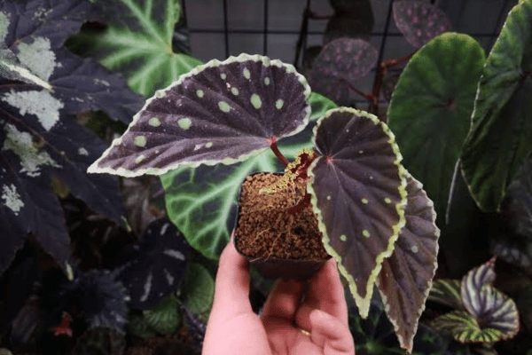 Begônia darthvaderiana Imagem HappyForestStore