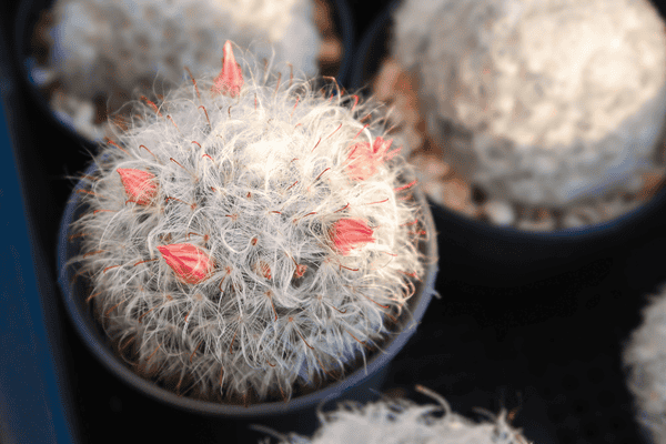 Cephalocereus senilis