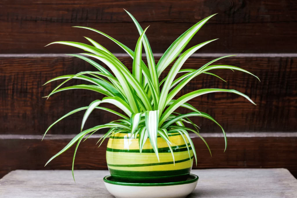 Chlorophytum Comosum Variegatum Reverso plantas-aranha